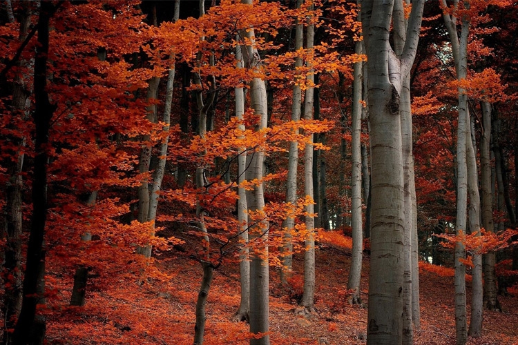 رویایی به زیبایی جنگل‌های پاییزی