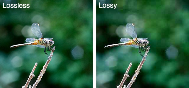 lossless-vs-lossy-compression-dragonfly