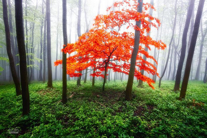 رویایی به زیبایی جنگل‌های پاییزی