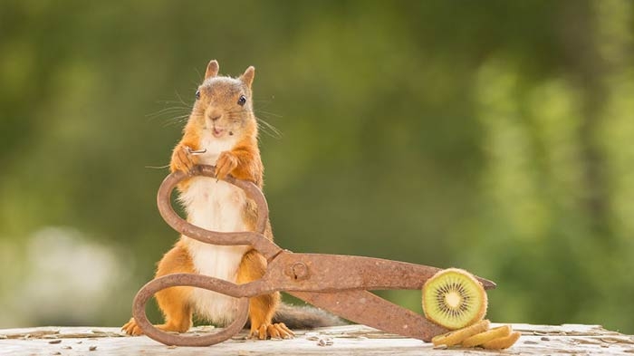 پروژه‌های عکاسی: سنجاب‌های حیاط پشتی