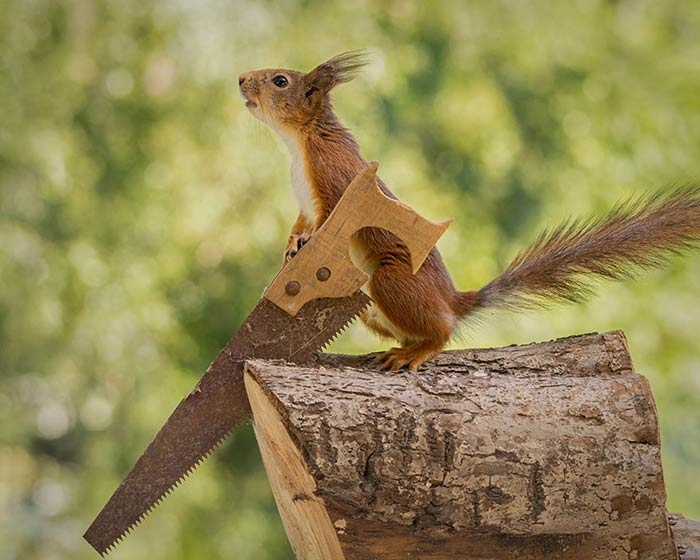 پروژه‌های عکاسی: سنجاب‌های حیاط پشتی