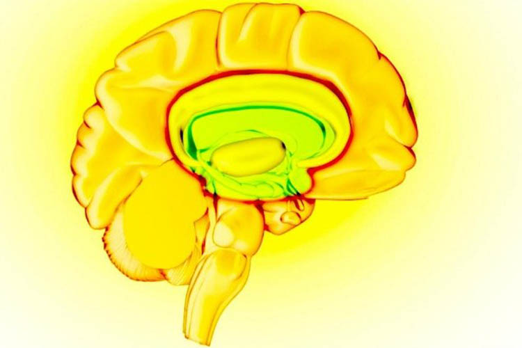 آیا مغز ریاضیدانان بزرگ با مغز سایر افراد تفاوت دارد؟