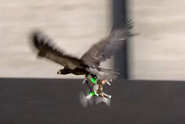 پلیس هلند با عقاب به شکار پهپادها می‌رود !