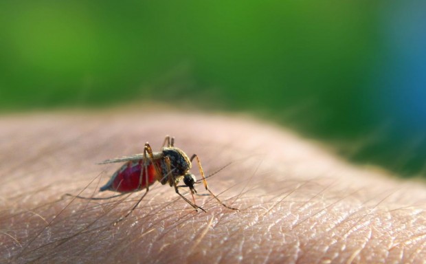 از مورچه تا انسان ؛ خطرناک‌ترین جانداران جهان را بشناسید