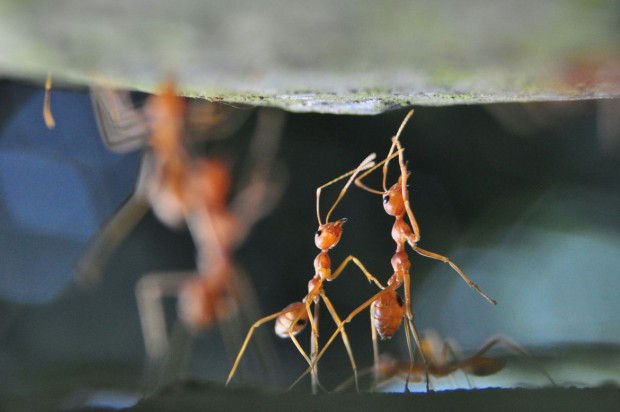 از مورچه تا انسان ؛ خطرناک‌ترین جانداران جهان را بشناسید
