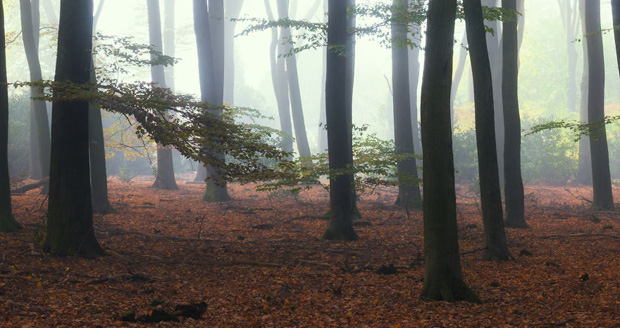 تصاویری زیبا از مناظر جادویی جنگل های هلند