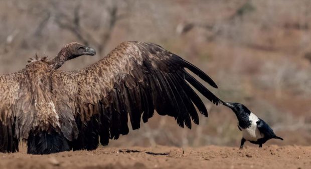 برترین تصاویر پرندگان در سال 2017 به انتخاب BTO – قسمت دوم