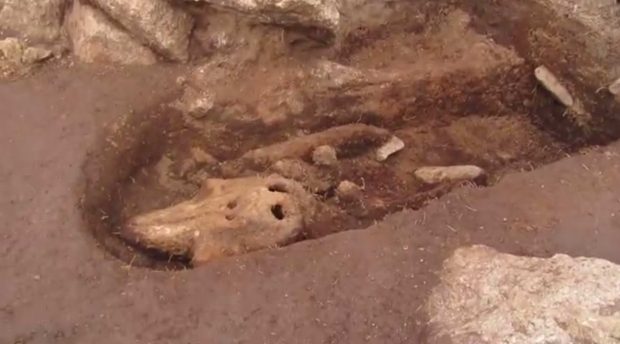 کشف استخوان‌های مرموز یک گرازماهی باستان شناسان را سردرگم کرده است (ویدیو)