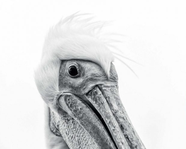 تصاویر ثبت شده از پرندگان