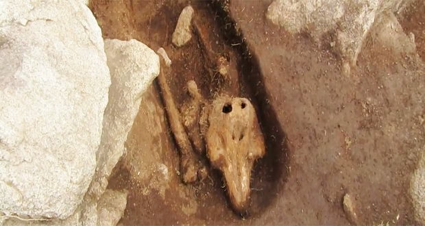 کشف استخوان‌های مرموز یک گرازماهی باستان شناسان را سردرگم کرده است (ویدیو)