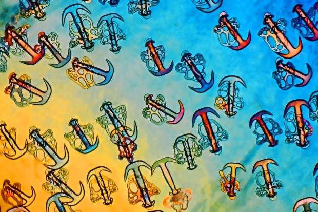تصاویر میکروسکوپی شگفت‌انگیزی که دنیایی پنهان و عجیب را به ما نشان می‌دهند!